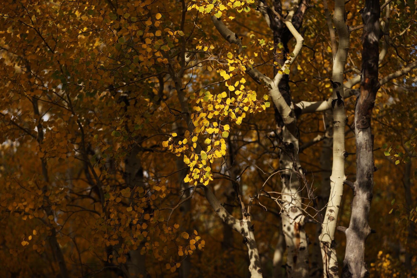092320-news-aspens 5.jpg
